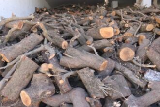 ضبط 8 أطنان من الأحطاب المقطوعة بطريقة مخالفة في جرش