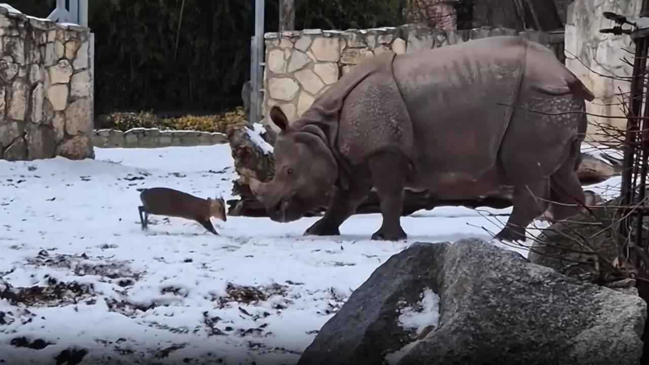 غزال صغير يتحدى وحيد القرن في حديقة بولندية