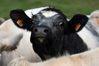 انتشار فيروس اللسان الأزرق يهدد الماشية في أيرلندا الشمالية