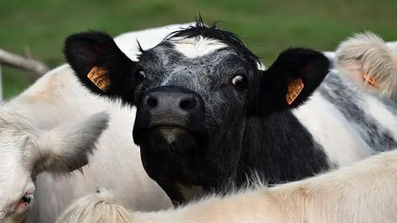 صورة حول : انتشار فيروس اللسان الأزرق يهدد الماشية في أيرلندا الشمالية انتشار فيروس اللسان الأزرق يهدد الماشية في أيرلندا الشمالية