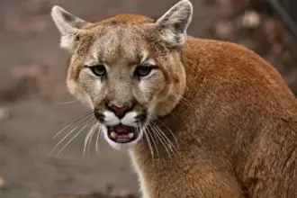 أول وفاة بهجوم أسد جبلي في كولورادو