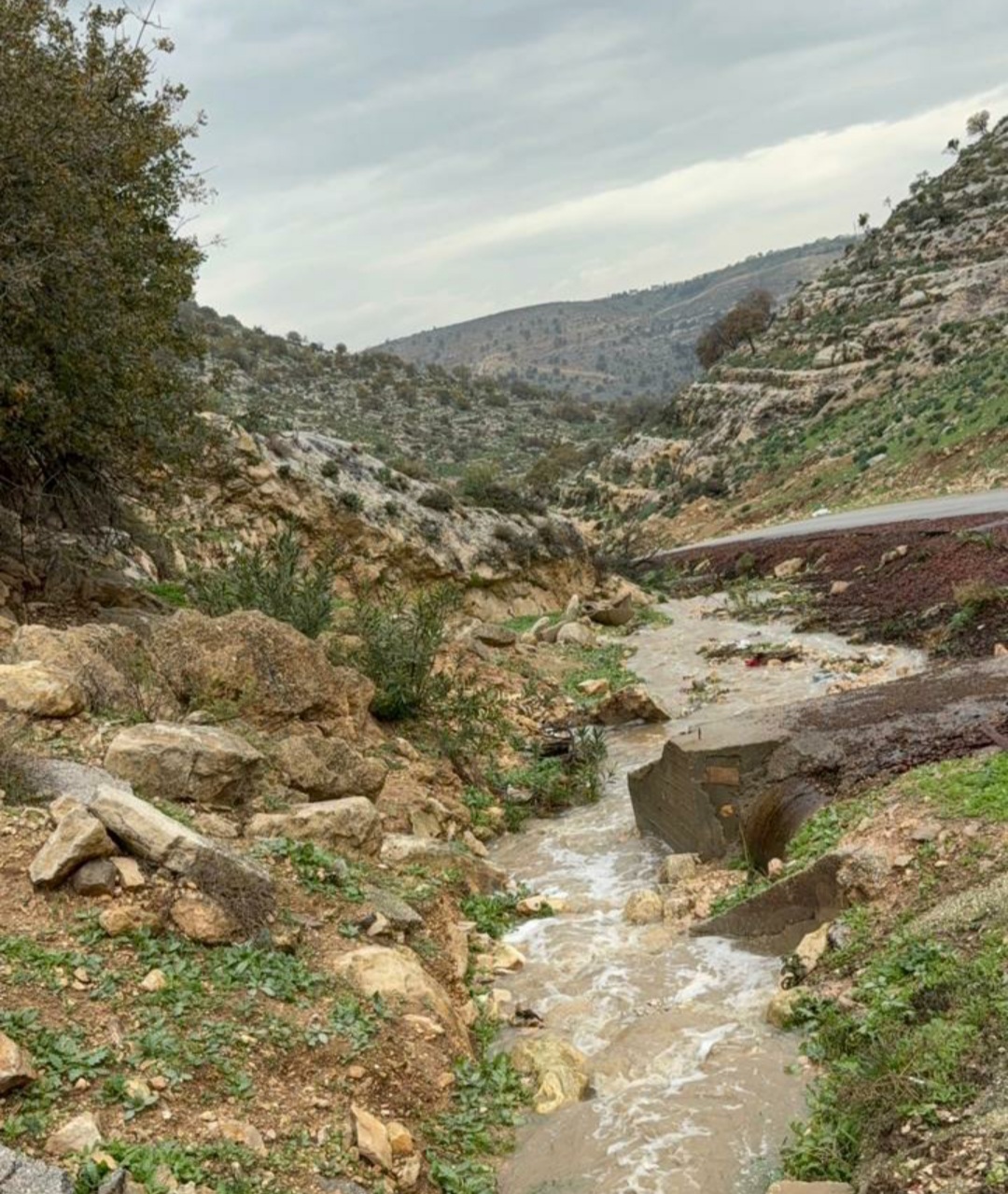 أمطار المنخفض العميق تُنعش زراعة إربد وتبشّر بموسم واعد