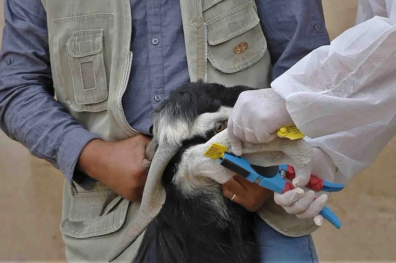 صورة حول : ترقيم 43 ألف رأس من الضأن والماعز في لواء البادية الشمالية الغربية ترقيم 43 ألف رأس من الضأن والماعز في لواء البادية الشمالية الغربية