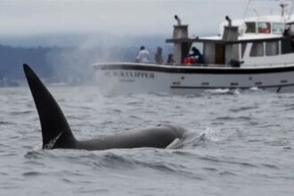 نجاة بعد 66 يوماً من التيه في عرض المحيط الهادئ إثر هجوم حيتان