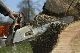 ضبط مركبتين محملتين بأشجار نادرة في عجلون.. والزراعة تحذر من الاعتداء على الثروة الحرجية