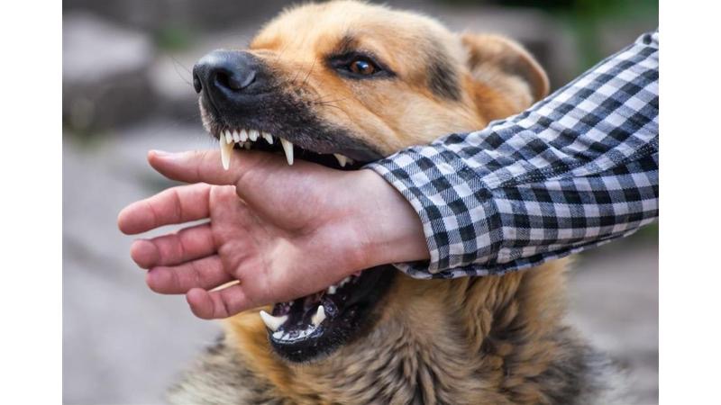 صورة حول : هجوم كلب ضال على ثمانيني في النعيمة هجوم كلب ضال على ثمانيني في النعيمة