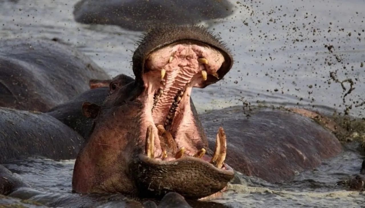 صورة حول : مصرع أربعة شبان بهجوم أفراس نهر أثناء صيد غير قانوني في بحيرة نيفاشا بكينيا مصرع أربعة شبان بهجوم أفراس نهر أثناء صيد غير قانوني في بحيرة نيفاشا بكينيا