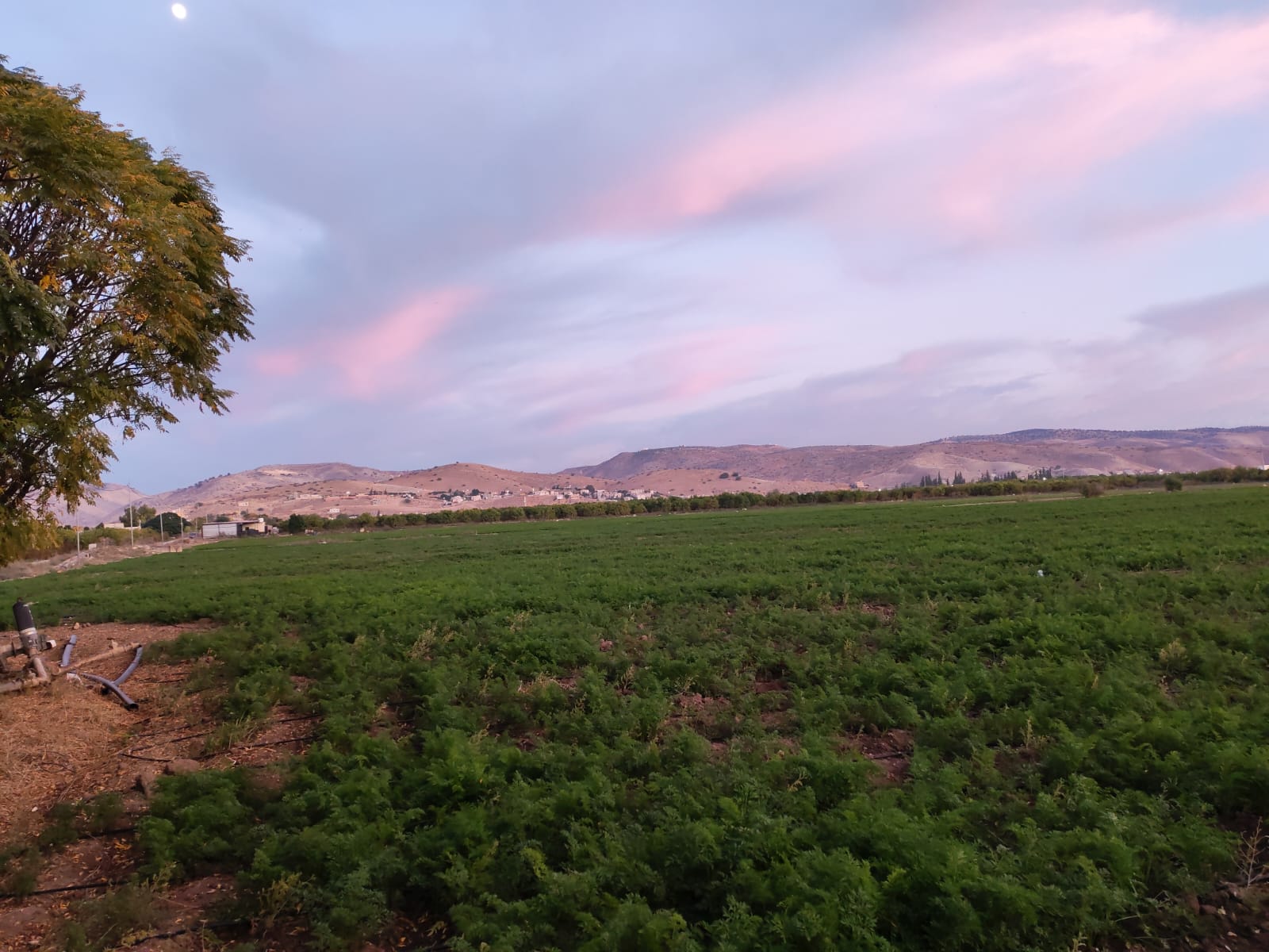 تحذير للمزارعين في الأغوار الشمالية: إجراءات وقائية ضد الصقيع الليلي