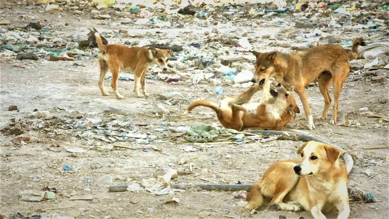 كلب ضال ينهش أذن طفل في خرجا ووالده يحمّل البلدية المسؤولية