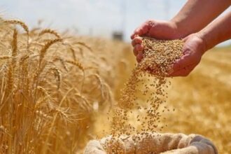 الأردن اشترى نحو مليوني طن من القمح والشعير العام الماضي لتعزيز الأمن الغذائي