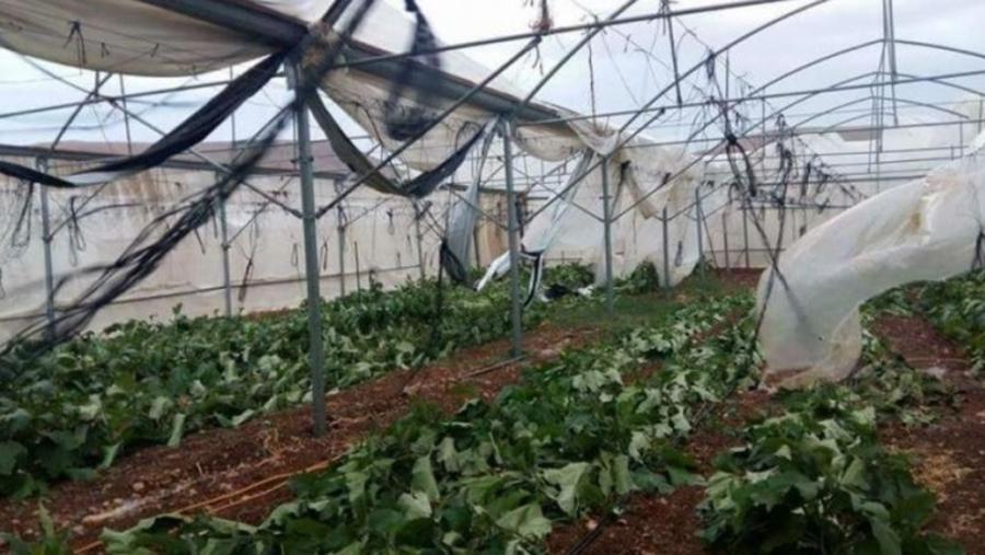 الزراعة تحذر المزارعين من الصقيع والأمطار والرياح وتصدر إرشادات وقائية