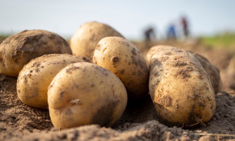 صورة حول : بلدية إربد تتلف كميات من البطاطا الفاسدة حرصًا على سلامة المواطنين بلدية إربد تتلف كميات من البطاطا الفاسدة حرصًا على سلامة المواطنين