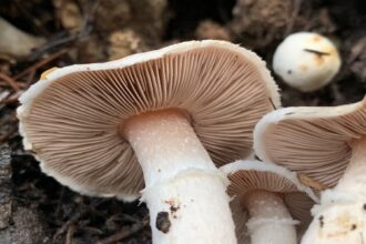 تحذير من تسمم الفطر البري في لواء الكورة بعد مراجعة عدة حالات للمستشفى