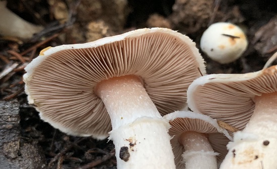 صورة حول : تحذير من تسمم الفطر البري في لواء الكورة بعد مراجعة عدة حالات للمستشفى تحذير من تسمم الفطر البري في لواء الكورة بعد مراجعة عدة حالات للمستشفى