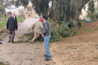 كوادر زراعة الكرك تتعامل مع 30 حالة سقوط أشجار
