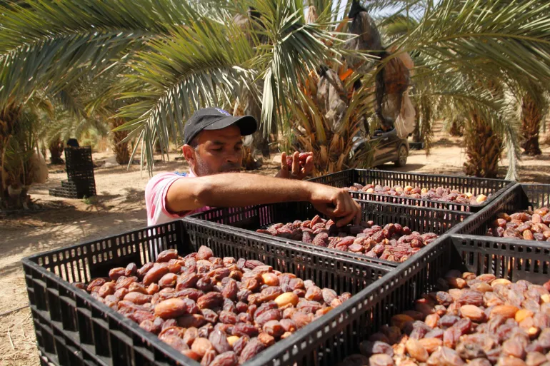 تركيا ترفع حصتها من التمور الفلسطينية إلى 7 أطنان وتفتح آفاقًا جديدة للمزارعين