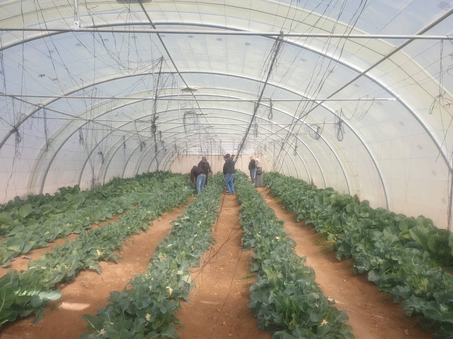 الأمطار الغزيرة تبشر موسم زراعة واعد في الطفيلة والحسا وبصيرا