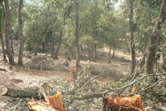 إربد: ضبط 12 طنًا من الحطب نتيجة قطع أشجار غير قانوني