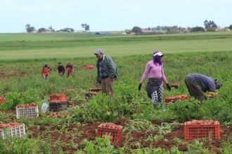 الخدام يطالب بجلسة حكومية في وادي الأردن ويشيد بتمديد دعم الصادرات الزراعية