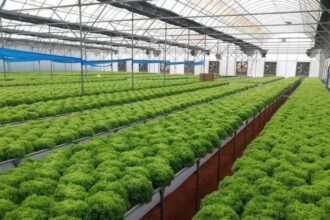 استثمار بـ14.45 مليون دينار لدعم مجمع الصناعات الزراعية التنموية في الأغوار الجنوبية