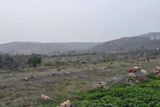 مستوطنون يقتلعون 200 شجرة زيتون في ترمسعيا شمال رام الله