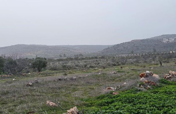 صورة حول : مستوطنون يقتلعون 200 شجرة زيتون في ترمسعيا شمال رام الله مستوطنون يقتلعون 200 شجرة زيتون في ترمسعيا شمال رام الله