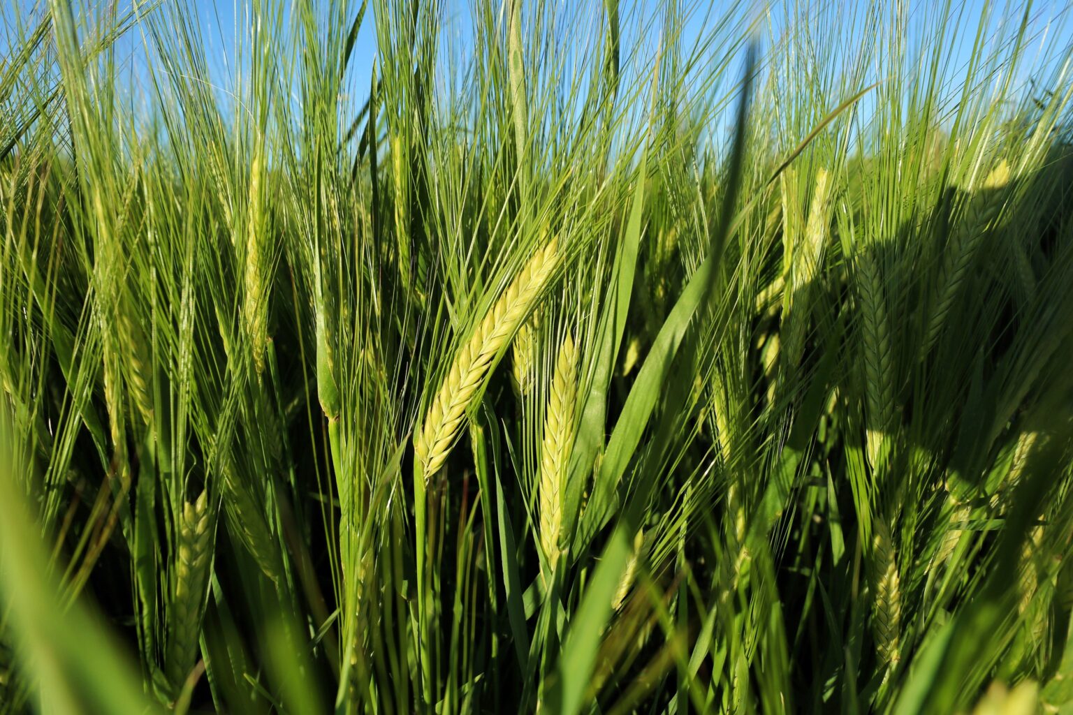 صورة حول : زراعة الأزرق تدعو مزارعي القمح والشعير للتسجيل للحصول على شهادة المنشأ للموسم 2026 زراعة الأزرق تدعو مزارعي القمح والشعير للتسجيل للحصول على شهادة المنشأ للموسم 2026