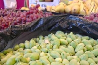 لعشاق الحاملة في الأردن… وصول المنتج مبكرًا إلى الأسواق