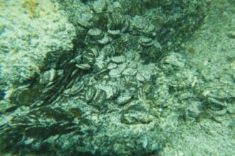 اكتشاف كنز عملات رومانية عمره 17 قرنًا قبالة سواحل سردينيا