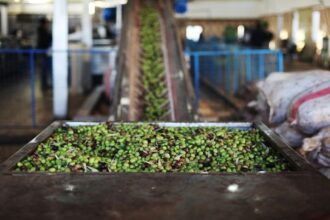 أزمة زيت الزيتون في الأردن: تراجع قياسي يضرب موسم 2025