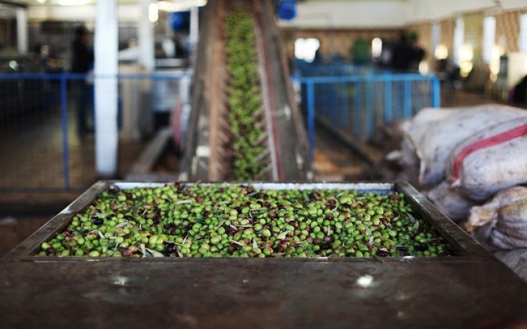 أزمة زيت الزيتون في الأردن: تراجع قياسي يضرب موسم 2025