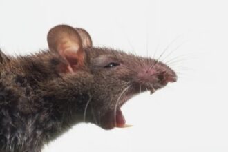 جرذون يهاجم طالبة في مدرسة