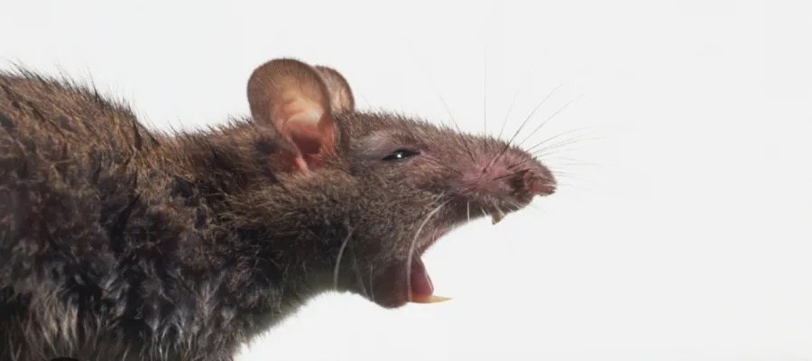 صورة حول : جرذون يهاجم طالبة في مدرسة جرذون يهاجم طالبة في مدرسة