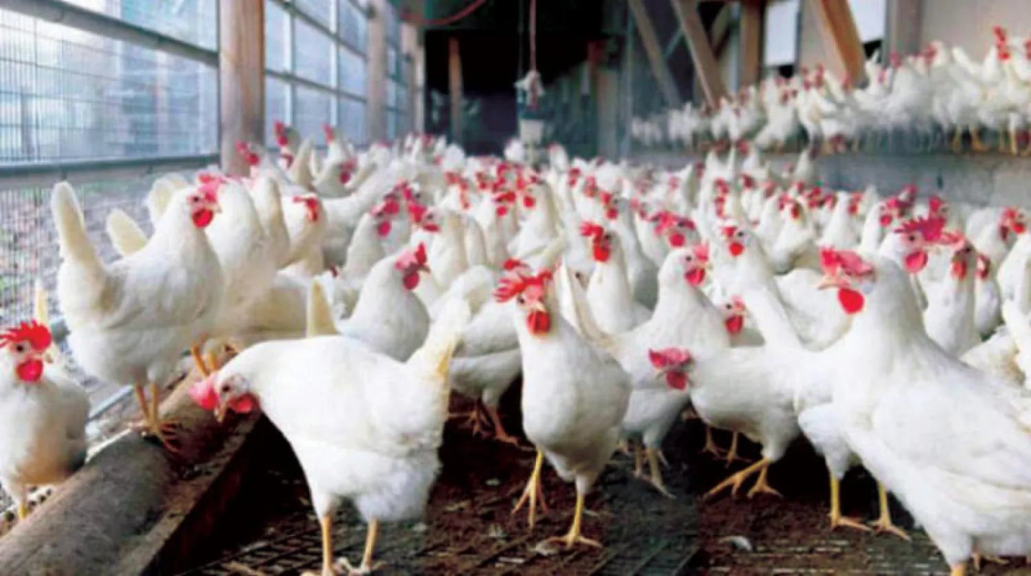 جمعية الدواجن: السوق مستقر وأسعار الدواجن طبيعية خلال رمضان
