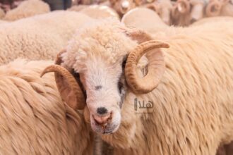 الزراعة النيابية تبحث "تصدير الخراف" للخليج