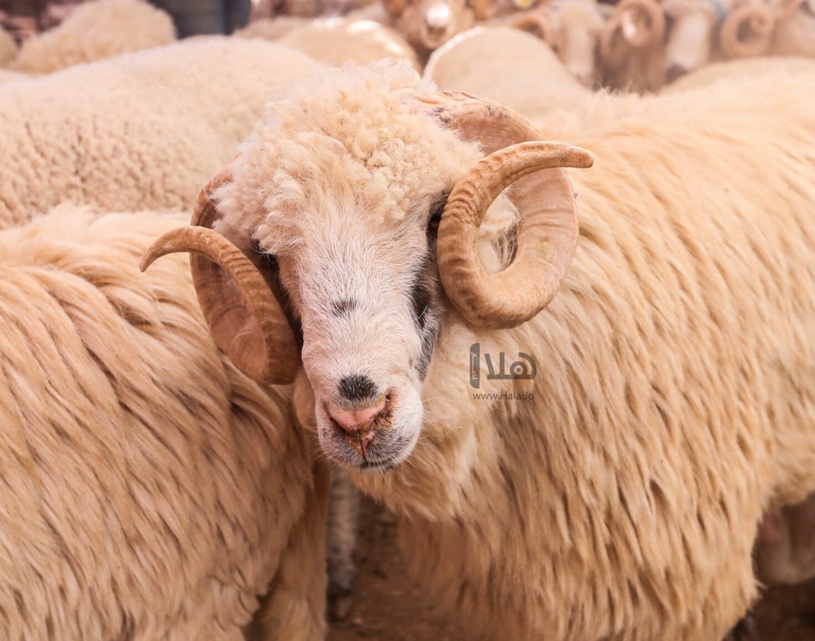 الزراعة النيابية تبحث "تصدير الخراف" للخليج