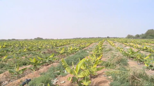 الزراعة: فتح استيراد الموز لسد النقص في السوق وحماية المنتج المحلي