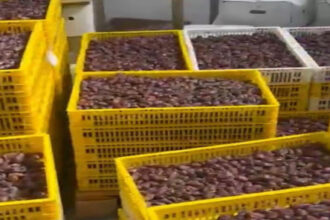 الغذاء والدواء تغلق مصنع تمور وتحجز 5 أطنان من التمور المنتهية الصلاحية