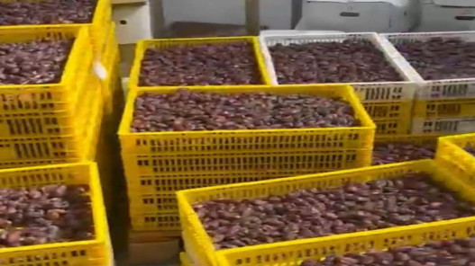 الغذاء والدواء تغلق مصنع تمور وتحجز 5 أطنان من التمور المنتهية الصلاحية