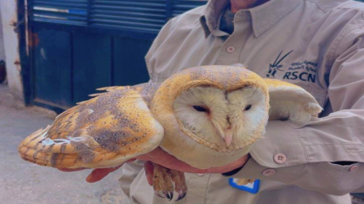 ضبط شخص يروّج لبيع طيور مهددة بالانقراض عبر مواقع التواصل الاجتماعي