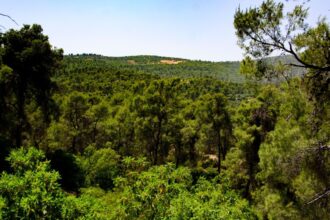 محمية غابات دبين: مشروعات إنتاجية تمكّن المجتمع المحلي وتجذب 35 ألف متنزه