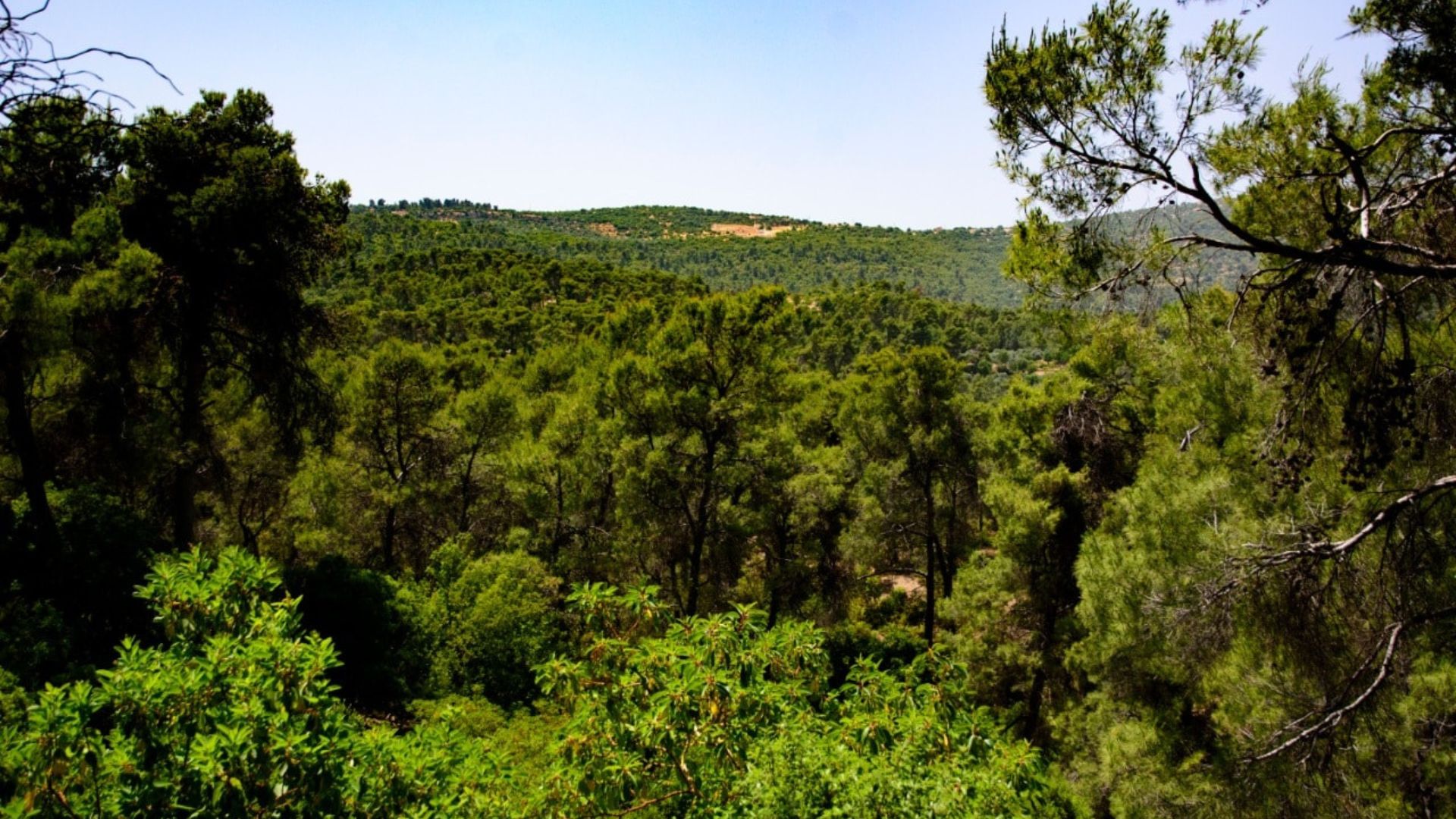 محمية غابات دبين: مشروعات إنتاجية تمكّن المجتمع المحلي وتجذب 35 ألف متنزه