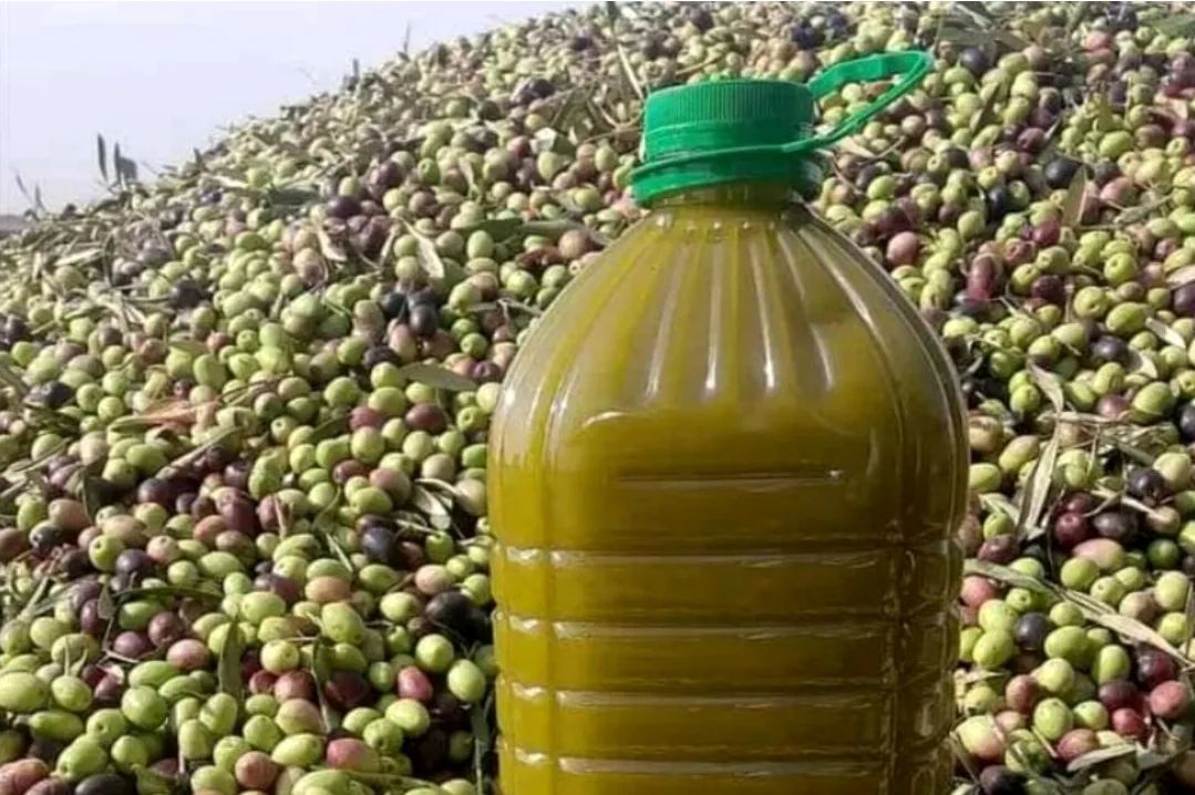 صورة حول : إنتاج زيت الزيتون في الأردن يتراجع بنسبة 54% لموسم 2025 إنتاج زيت الزيتون في الأردن يتراجع بنسبة 54% لموسم 2025