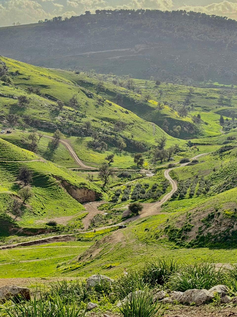 ربيع الأردن 2026 يسرق القلوب… ومؤثرون قطريون: كأنها قطعة من الجنة