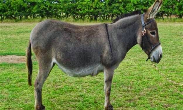 ما ضل بقريتي حمير،،،، وجماعة الهبد يا مكثرهم،،