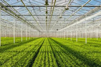 نقيب منتجي المواد الزراعية: البيع بالعبوة أبرز مشاكل السوق المركزي