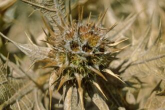 المركز الوطني يطور نبات العكوب بدعم شومان