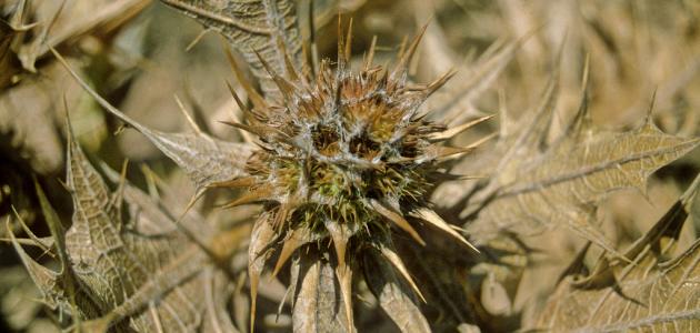 صورة حول : المركز الوطني يطور نبات العكوب بدعم شومان المركز الوطني يطور نبات العكوب بدعم شومان