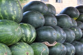 عاجل |ً أمانة عمّان تبدأ استقبال طلبات تصاريح بيع البطيخ والشمام إلكترونيًا