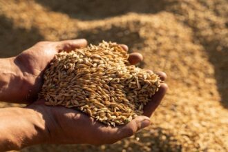 عاجل| وزارة الصناعة تطرح عطاء لشراء 100-120 ألف طن شعير